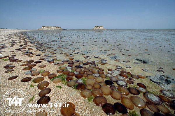 تور لحظه آخری قشم از مشهد